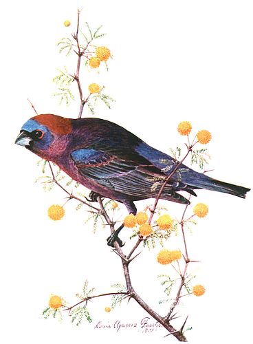 Varied bunting